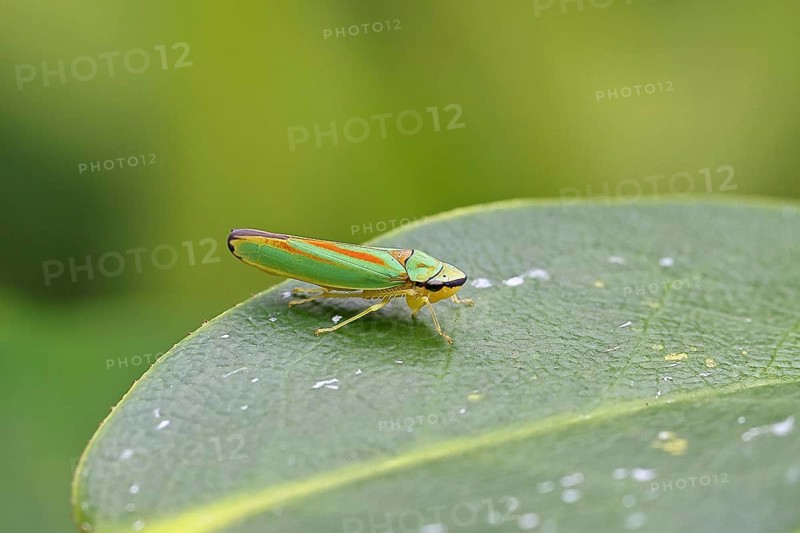 Rhododendron cicada (Graphocephala fennahi) sitting on a leaf of a rhododendron (Rhododendron), close-up, Wilnsdorf, North Rhine-Westphalia, Germany, Europe