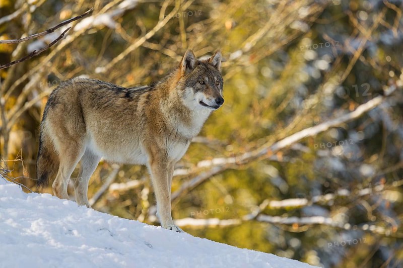 An adult female grey wolf (Canis lupus lupus) stands on a sloping, snow-covered meadow at the edge of a forest on a cold, sunny day
