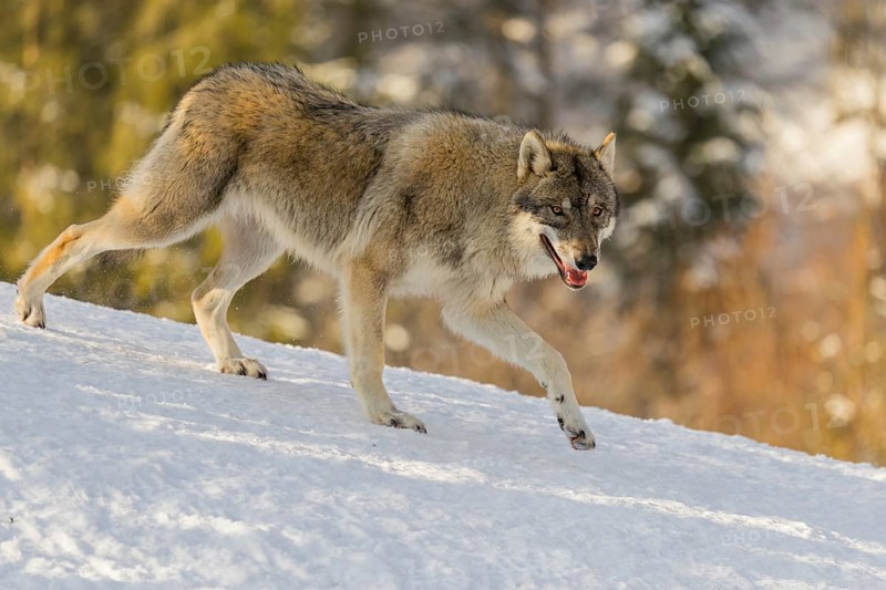 A young grey wolf (Canis lupus lupus) runs across the sloping, snow-covered meadow at the edge of a forest on a cold, sunny day