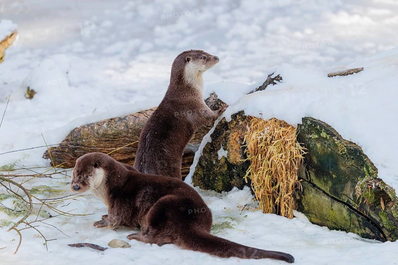 On a sunny day, two otters (Lutra lutra) stand in the snow in front of the roots of a dead tree. The female stands guard and observes the surroundings