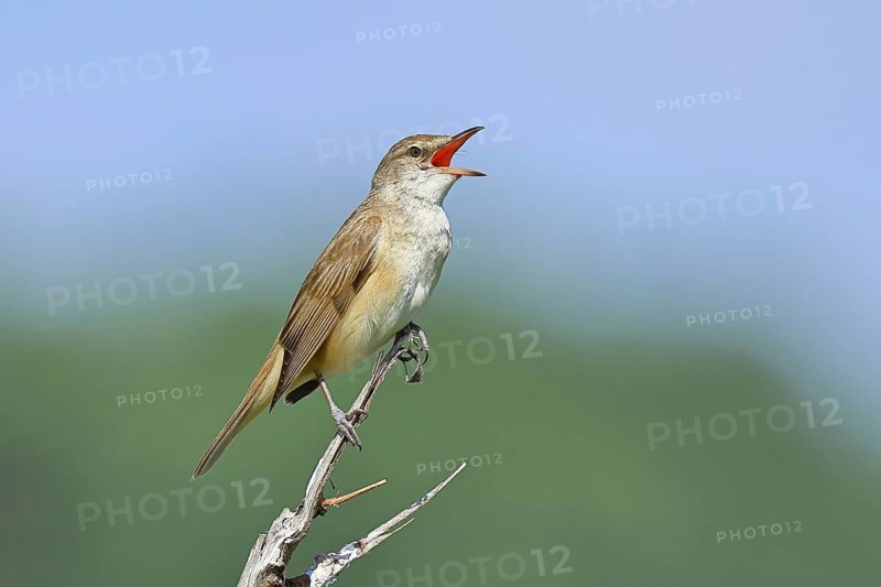 Great Reed Warbler (Acrocephalus arundinaceus), with open beak, singing, twittering, sitting on a twig, singing station, natural habitat, migratory bird, songbirds Lake Neusiedl, Burgenland, Austria, Europe
