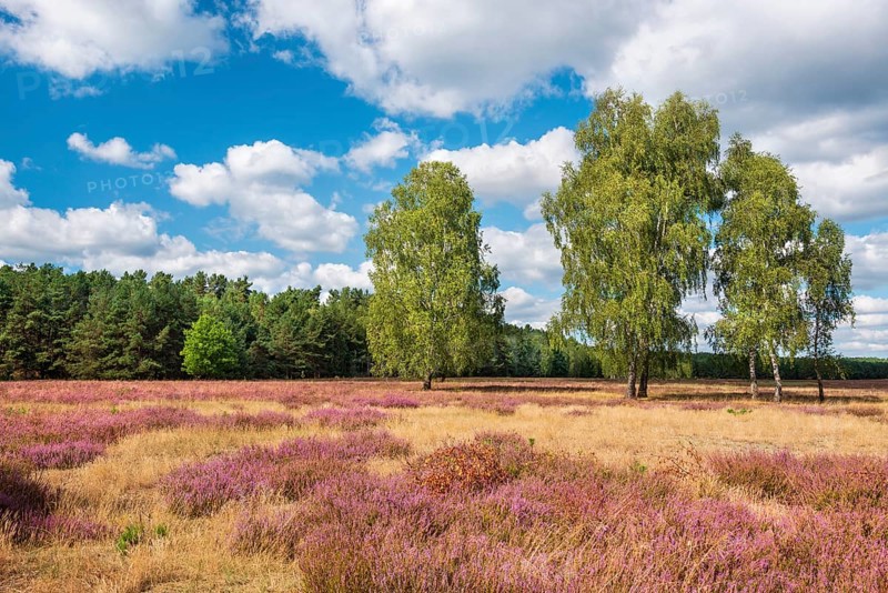 Typical heath landscape under a blue sky with cumulus clouds in summer, flowering heather and birch trees, near Lychen, Brandenburg, Germany, Europe