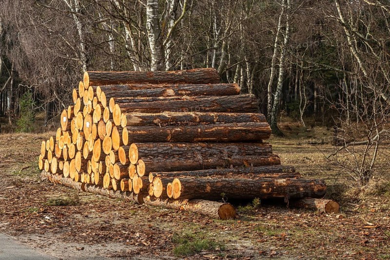 Stack of wooden logs in birch forest in Hagestad Nature Reserve, Ystad Municipality, Skåne County, Sweden, Scandinavia, Europe
