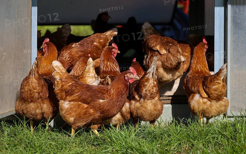 Wesel, North Rhine-Westphalia, Germany, Free-range organic chickens in a meadow in front of a Hühnermobil. Free-range chickens live outdoors all year round on the meadow by and in the Hühnermobil, a mobile chicken coop, Europe