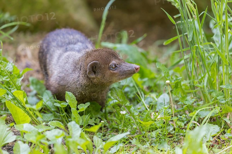 One Common cusimanse, Crossarchus obscurus, walking thru lush tall grass. Some rocks in the background