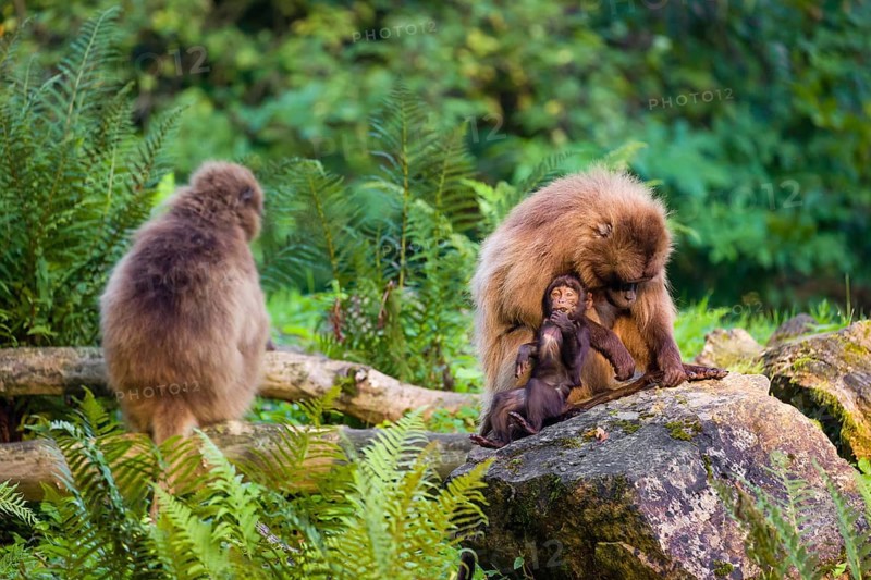 One female Gelada (Theropithecus gelada), or bleeding-heart monkey sits on a rock grooming her baby. A green forest is in the background