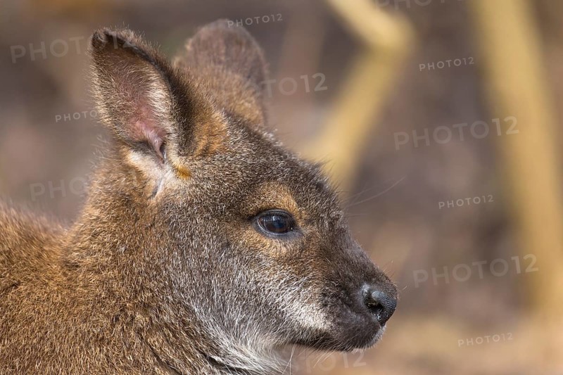 Red-necked wallaby or Bennett's wallaby (Macropus rufogriseus), portrait, with forest in the background