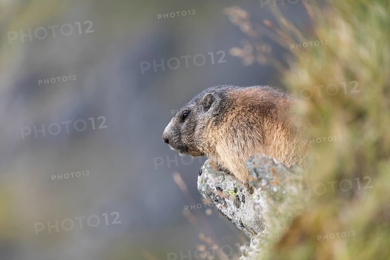 One Alpine Marmot, Marmota marmota, standing in tall grass on a cliff watching for enemies. Distant mountain in the background. Grossglockner high alpine road, Hohe Tauern National Park