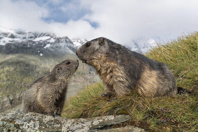 One adult Alpine Marmot, Marmota marmota, and one young marmot sitting on a rock. Green grass, rocks and mountains in the distant background with blue sky and clouds. Side view. Grossglockner high alpine road, Hohe Tauern National Park
