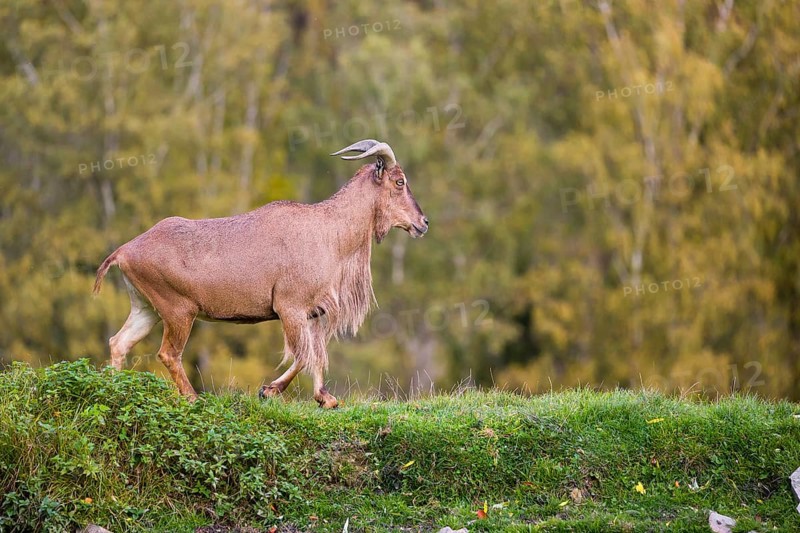 One Barbary sheep (Ammotragus lervia) stands on green hilly ground. A forest is in the background