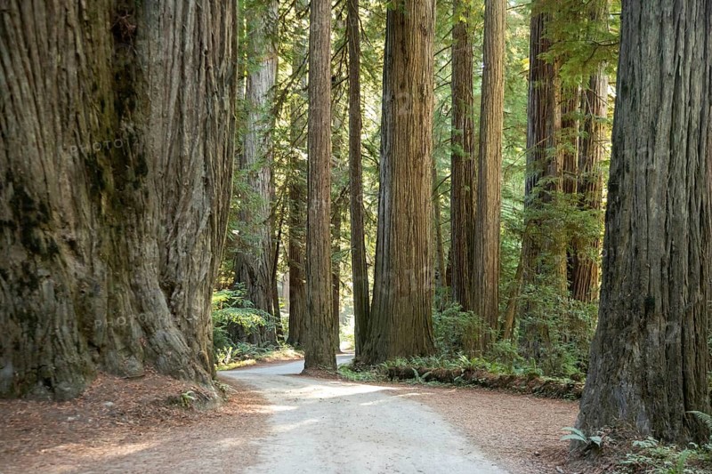 Crescent City, California - Redwood trees (Sequoia sempervirens), the tallest trees in the world, along Howland Hill Road in Jedediah Smith Redwoods State Park. The park is part of Redwood National and State Parks on the Pacific Coast of northern California