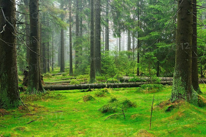 Untouched wilderness in the High Harz, spruce forest from bark beetle infestation, drought and forest dieback from 2018, fallen trees, moss-covered ground, fog, rain, Harz National Park, Lower Saxony, Germany, Europe