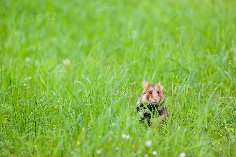 A European hamster (Cricetus cricetus), Eurasian hamster, black-bellied hamster or common hamster, standing tall in high grass, watching his surrounding for enemies and other hamsters