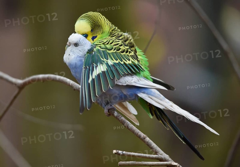Budgerigars, (Melopsittacus undulatus) courtship display