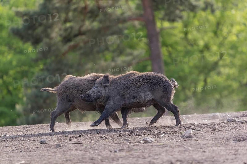 Two young wild boar or wild pig (Sus scrofa), play fighting on an opening, with a green forest in the background
