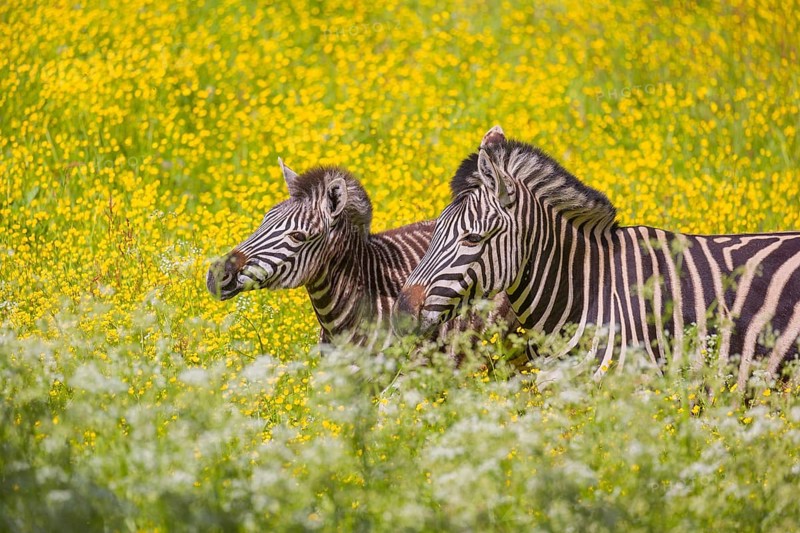 Chapman's zebra (Equus quagga chapmani) grazing on a yellow flowering meadow