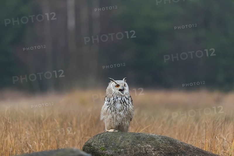 One Siberian Eagle Owl (Bubo bubo sibiricus) sitting on a rock between tall reed grass lakeshore on an autumnal misty cold morning