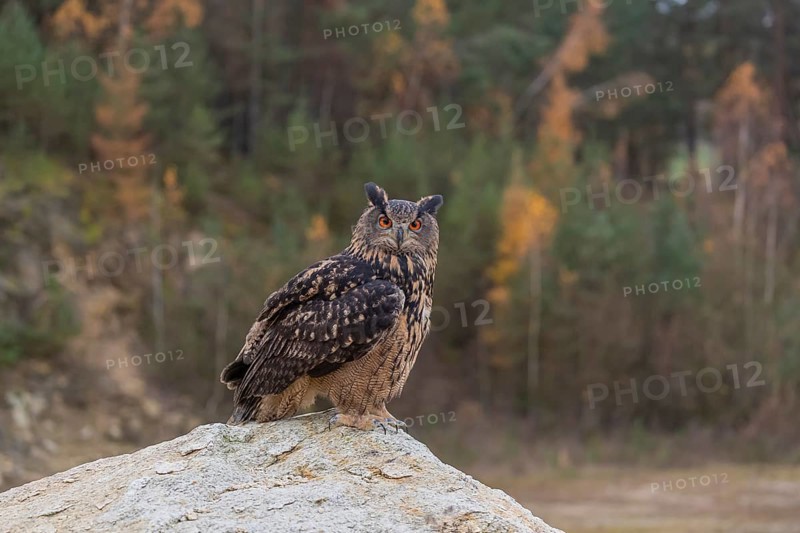 One Eurasian Eagle Owl, Bubo bubo, sitting on a grey rock of a stone quarry, a forest in fall foliage in the background