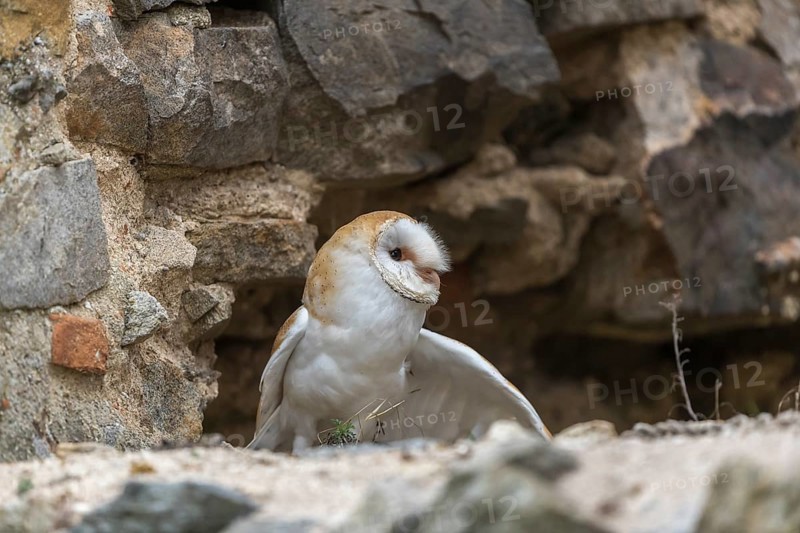 One barn owl (Tyto alba) sitting in a hole in a wall of a ruin of a monastery