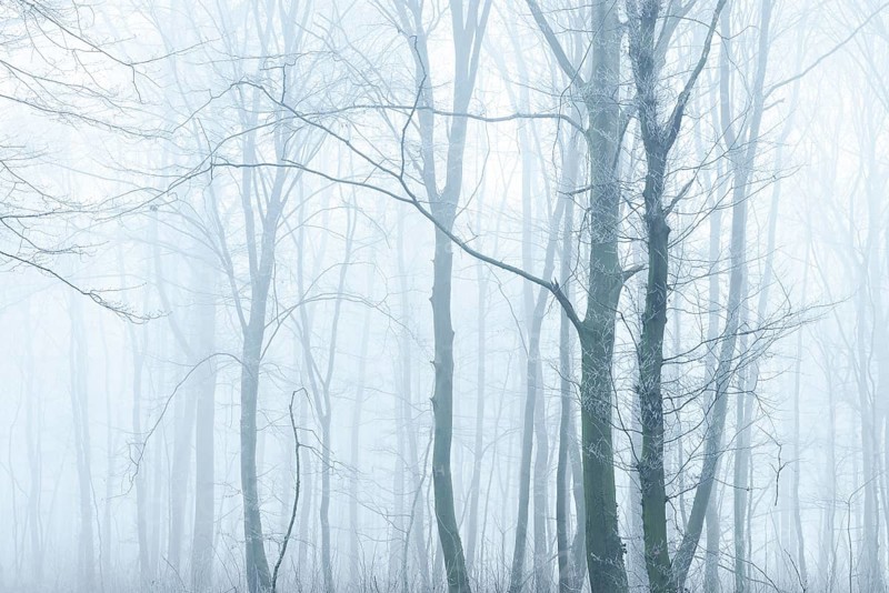 Deciduous forest in fog and frost, Freyburg (Unstrut), Saxony-Anhalt, Germany, Europe