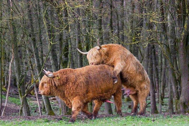 A Highland Cow (Bos (primigenius) in heat mounts a bull