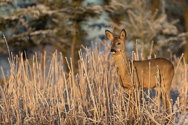 Roe deer standing in hoar frosted dead stinging nettle at minus 15 °C at sunrise. Trees and dead stinging nettle in background
