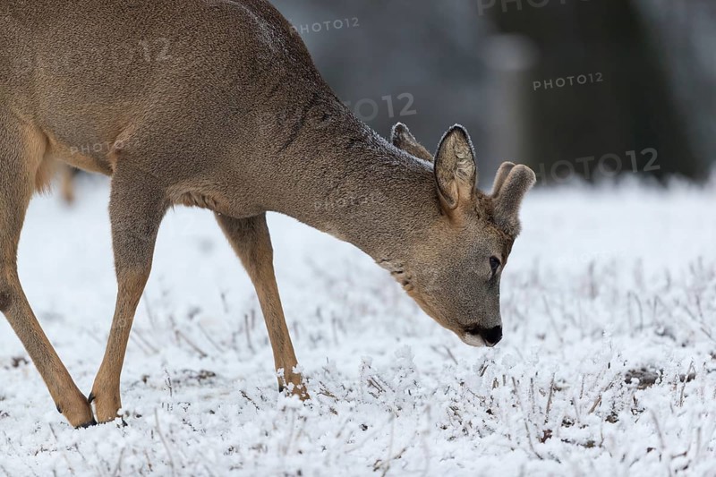 Roe deer standing in hoar frosted dead stinging nettle at minus 15 °C. Trees in background