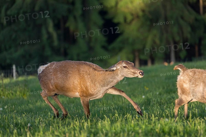 One female Altai maral, Altai wapiti or Altai elk (Cervus canadensis sibiricus) is aggressively chasing away her young one on a meadow in very early morning light. A dark forest in the background