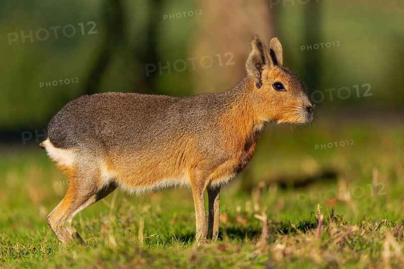 One Patagonian mara (Dolichotis patagonum) stands on a meadow in early morning light