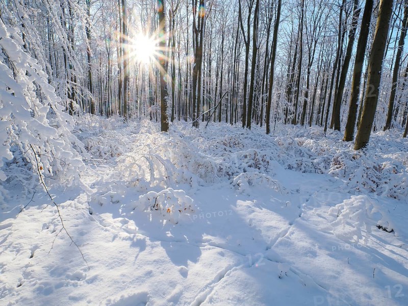 Beech woodland (Fagus sylvatica), trees and undergrowth covered in hoarfrost and snow in winter, the sun appearing as a sunburst effect, Escheberger Wald, North Hesse, Germany, Europe
