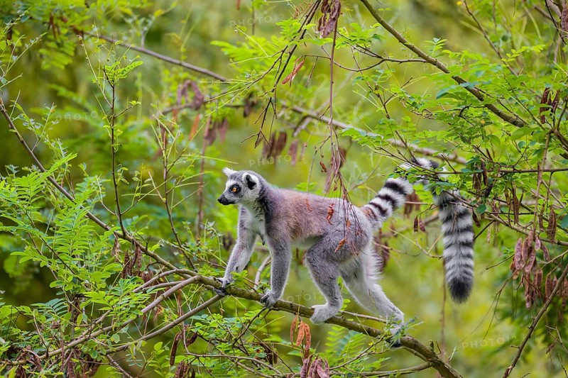 A ring-tailed lemur (Lemur catta) stands high up on a branch of tree with fresh green leafs