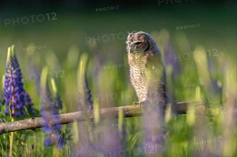 One young Ural owl (Strix uralensis) sitting on a branch lying in a field of flowering lupines in late evening light