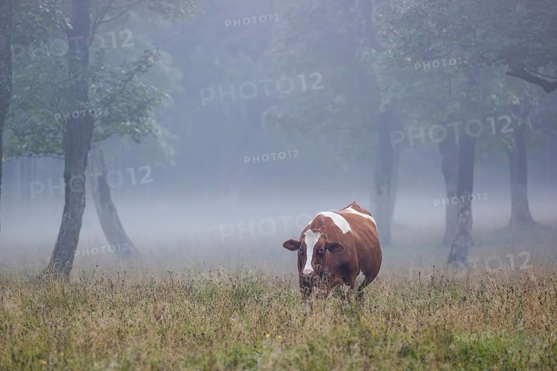 A Holstein Friesian cow stands grazing on a meadow with trees on a foggy day. Eng Valley, Austria, Europe