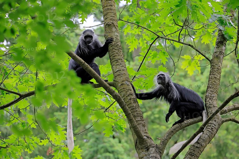 White-bearded snub-nosed monkey (Colobus polykomos), adult, two, sitting, on tree, foraging, vigilant