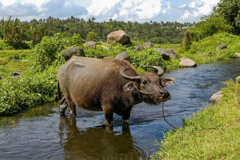 Domesticated water buffalo (Bubalus arnee) Kerabau buffalo standing on a leash in a small stream, trees and palm trees in the background, Luzon, Philippines, Asia