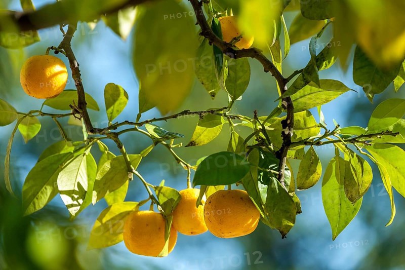 Ripe citrus fruits on branches, sunrays penetrate the dense foliage, summer atmosphere, Netherlands