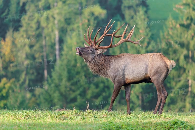 An Altai maral stag (Altai wapiti or Altai moose) (Cervus canadensis sibiricus) stands flehming on a meadow in the early morning