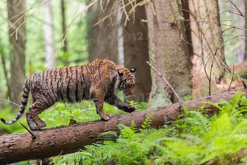 One young female Siberian Tiger, Panthera tigris altaica, crossing a creek deep in a forest over a natural bridge, a fallen tree