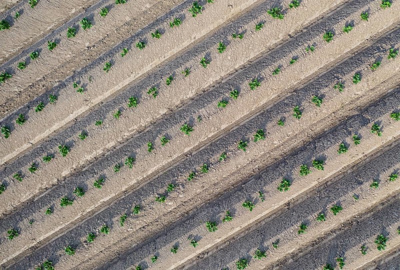 Aerial view of a potato field with ridges and young shoots, Dresden, Saxony, Germany, Europe