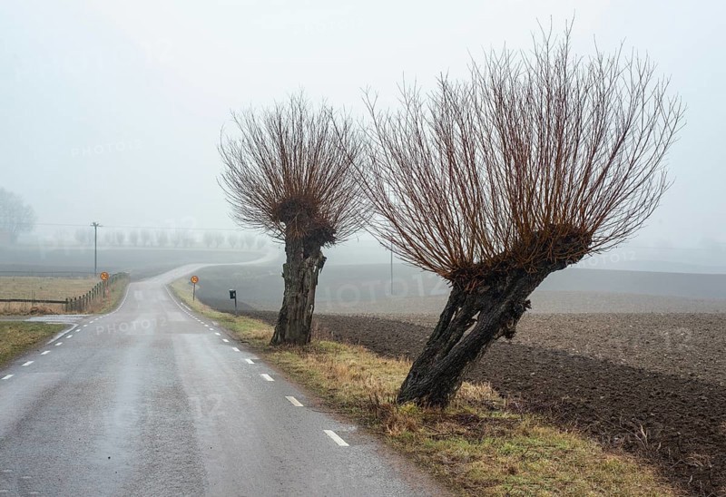 Willow trees (Salix) in foggy landscape in winter in Tånebro, Skurup Municipality, Skåne County, Sweden, Scandinavia, Europe