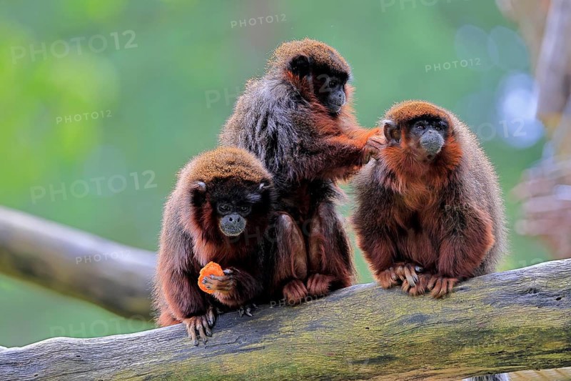 Coppery titi (Plecturocebus cupreus, Syn.: Callicebus cupreus), three coppery titi, group, feeding, social behaviour, adult, alert, tree trunk, South America