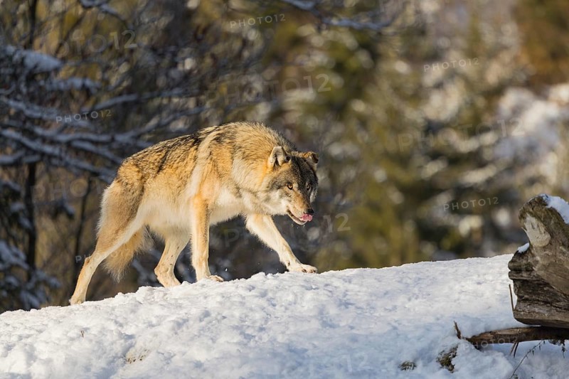 An adult male grey wolf (Canis lupus lupus) stands on a sloping, snow-covered meadow at the edge of a forest on a cold, sunny day