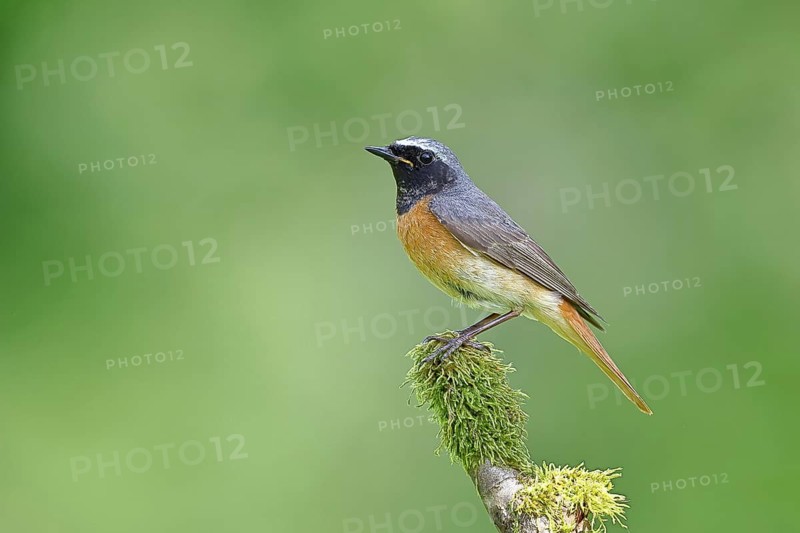 Redstart (Phoenicurus phoenicurus), male on a mossy branch, songbird, wildlife, Siegerland, North Rhine-Westphalia, Germany, Europe