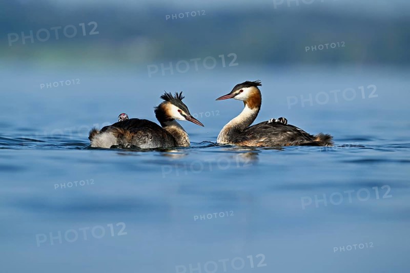 Great Crested Grebe (Podiceps Scalloped ribbonfish), pair with chicks in plumage swimming in the water, Lake Zug, Kanon Zug, Switzerland, Europe