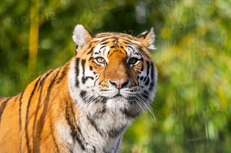 Portrait of a Siberian tiger (Panthera tigris tigris) in a forest, captive, incidence in Russia and Northeast China