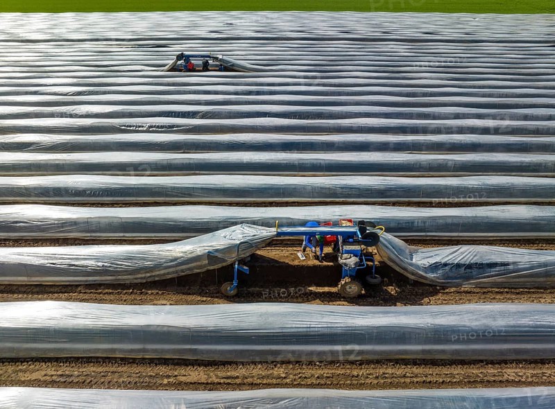 Wesel, North Rhine-Westphalia, Germany, Harvest workers from Eastern Europe harvest the first asparagus of the season in a field, Europe