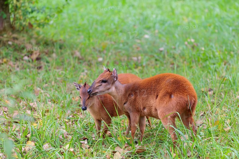 A female red forest duiker, Natal duiker or Natal red duiker (Cephalophus natalensis) stands with its calf on a green meadow and licks it