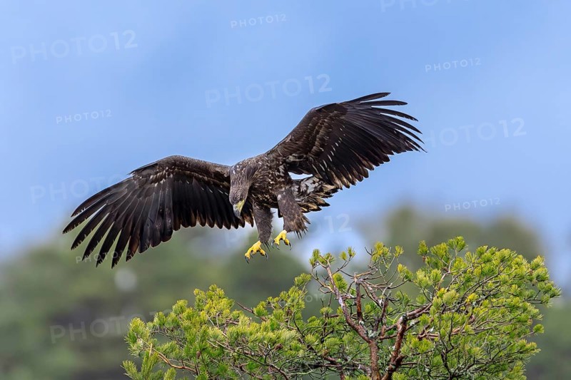 White-tailed eagle, Eurasian sea eagle (Haliaeetus albicilla) juvenile landing with spread wings in pine tree in late autumn, winter