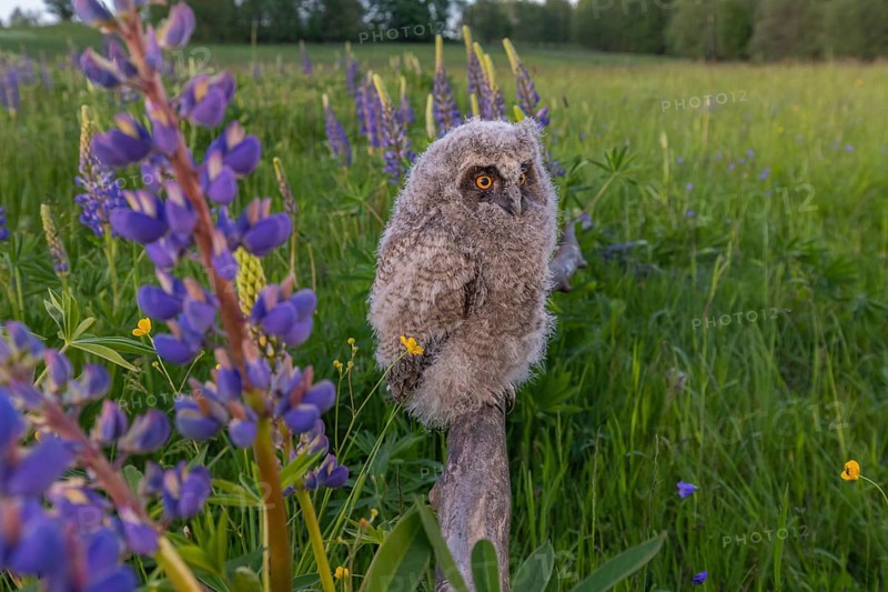 One young long-eared owl (Asio otus), sitting on a branch that is lying in a field of flowering lupines. Wide angle scene in late light