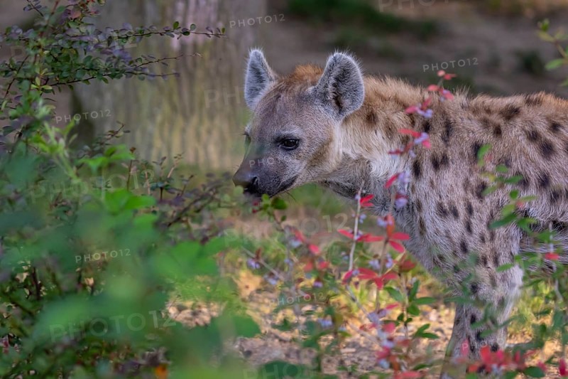 One young adult male spotted hyena (Crocuta crocuta), or laughing hyena standing behind some bushes with green vegetation in the background
